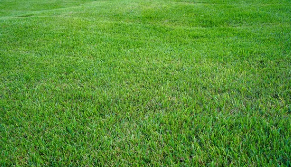 Choosing the best drought-tolerant grass