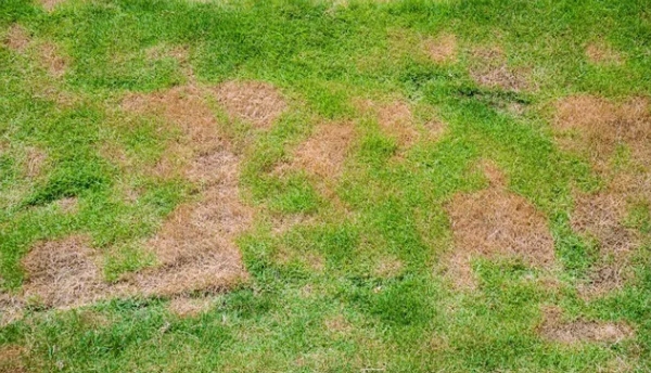 How to fix dry patches on your lawn